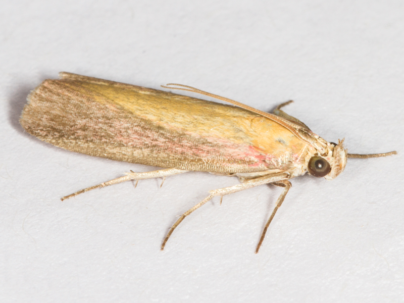 Oncocera semirubella